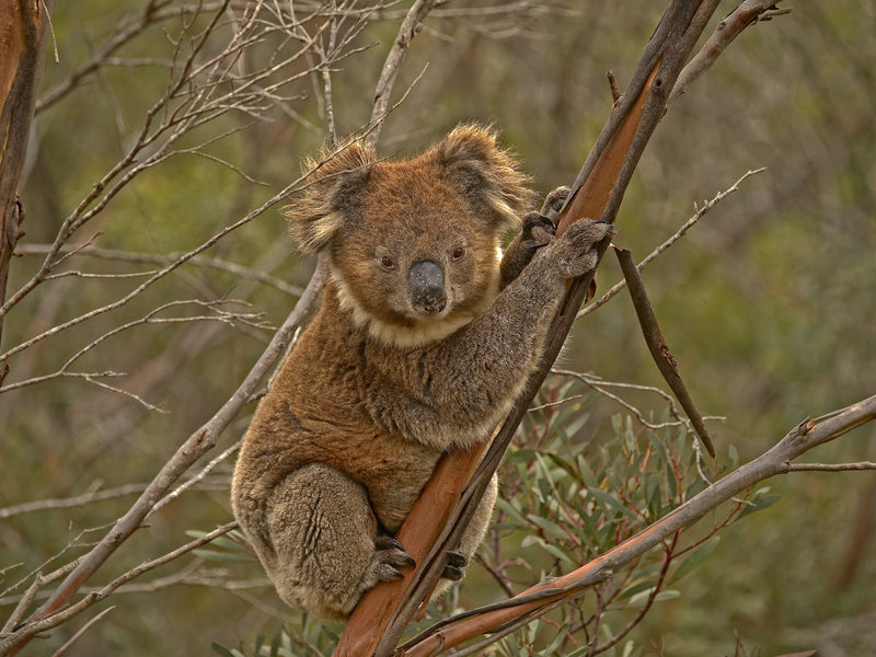 Kangaroo Island, Koala